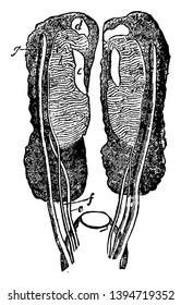 Órgano genital femenina Uro de Owen después del dibujo de la línea vintage de Muller o ilustración de grabado.