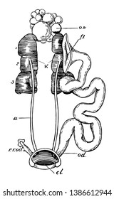 Female urogenital organs of pigeon, vintage line drawing or engraving illustration.