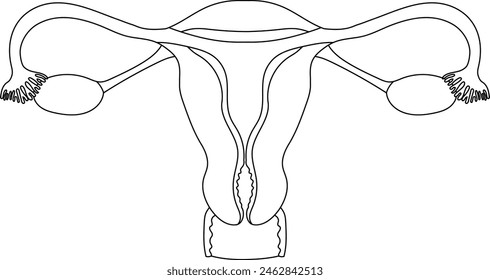 Female uterus anatomy black and white  illustration on a white background