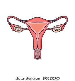 female uterus on white background