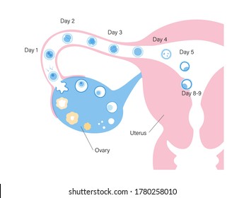 Female Uterus And Ovary Anatomy. Embryo Development Diagram. Pergnancy And Ovulation Stages On Medical Poster For Clinic Or Education. Female Reproductive System Concept. Flat Vector Illustration.