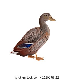 Female wild duck mallard standing. Vector illustration isolated on the white background