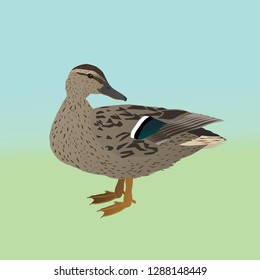 Female wild duck vector