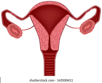 the female womb, image, Vector