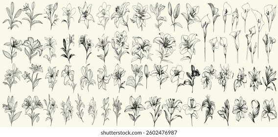 Feminine black line art lilies with botanical floral branches, trendy greenery for chic wedding stationery, luxury branding, elegant decor, and high-end invitations, stylish floral graphics.