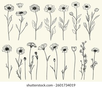 Feminine botanical floral branch, trendy greenery, wildflower collection, perfect for elegant decor, vintage wedding invitations, and personalized stationery, classic branding, cornflower art.