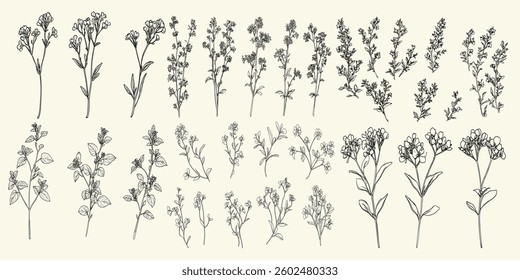Feminine botanical floral branch with trendy greenery, wildflower collection, perfect for boho-themed decor, personalized branding, vintage wedding logos and invitations, chic stationery, wild thyme.