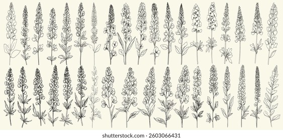 Feminine botanical floral branch, trendy greenery, wild lupine flowers for rustic wedding logos, boho-themed decor, eco-conscious branding, chic wedding stationery, wildflower collection