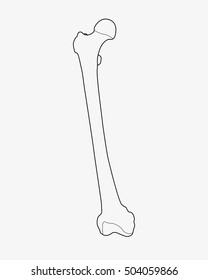 Femur Bone