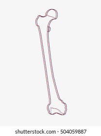 femur bone