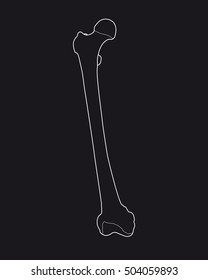 femur bone