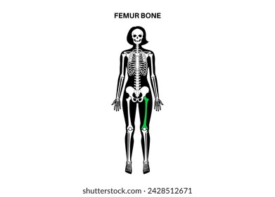 Femur bone anatomy. Thigh in human skeletal system diagram. Skeleton in female silhouette. Bones, cartilage and joints in woman body, x ray backbone, hip, knee and pelvis medical vector illustration