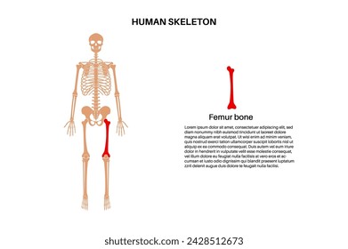 Femur bone anatomy. Thigh in human skeletal system diagram. Skeleton in male silhouette. Bones, cartilage and joints in man body, x ray backbone, hip, knee and pelvis medical vector illustration