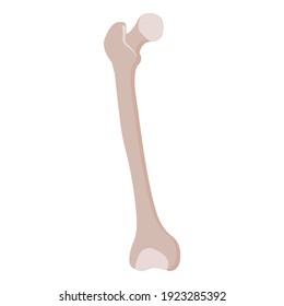 Femur bone, anterior view, right leg femur