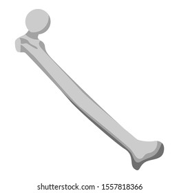 Femur bone icon. Isometric of femur bone vector icon for web design isolated on white background