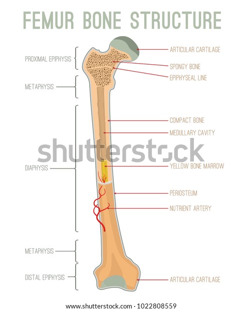 Femur bone structure. Human health concept
useful for medical, anatomy and biology educational poster design.
Vector illustration with detailed information isolated on a white
background.