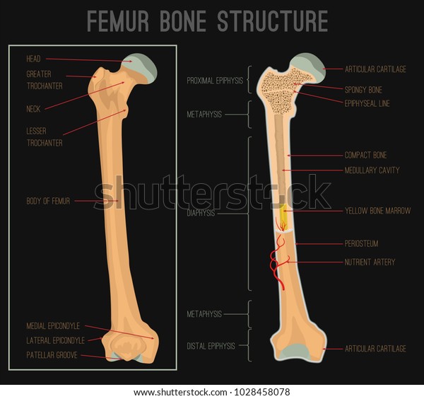 Femur Bone Structure Human Health Concept Stock Vector (Royalty Free ...