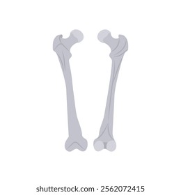 Femur, Human Body Part Illustration