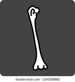 femur illustration drawing bone skeleton logo letter i  thigh bone