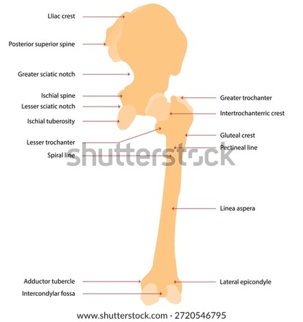 The femur is the longest bone in the body, about 18 inches (45 cm) long, a length comparable to the vas, spinal cord, thoracic duct, and the distance from the teeth to the stomach cardia.