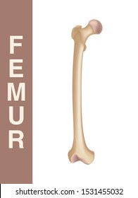 Femur. Realistic drawing showing thigh bone isolated on whie background.