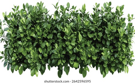 Fence group greenery shrubs, cut out bushes, nature greenery, isolated plant background, garden fence, fresh shrubs, vibrant plants, outdoor landscape, natural design