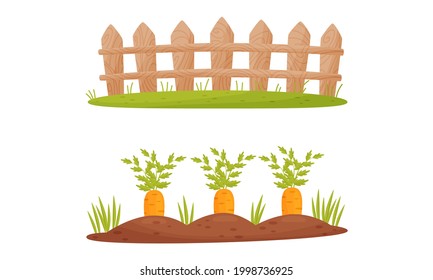 Fence or Hedge and Garden Bed with Growing Carrot Crop Vector Set