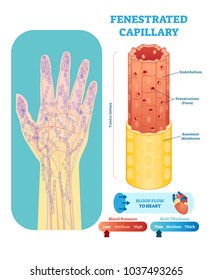 Fenestrated capillary anatomical vector illustration cross section with tunica intima, endothelium and basement membrane. Circulatory system blood vessel diagram scheme on human hand silhouette. 
