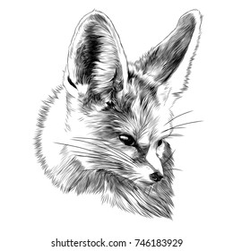 fenik sketch Fox head vector graphics monochrome black and white drawing