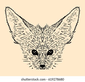 Fennec fox hand drawn illustration