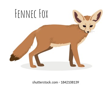 Fennec fox in realistic style isolated on a white background. Animals of desert. Animals of Africa.