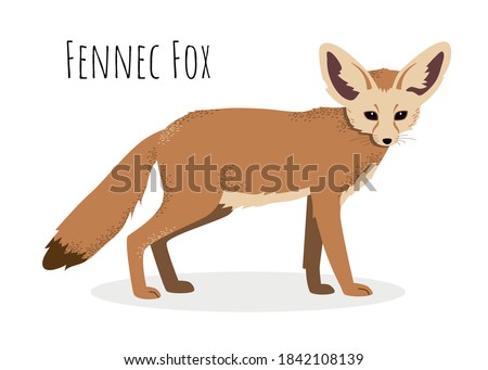Fennec fox in realistic style isolated on a white background. Animals of desert. Animals of Africa.