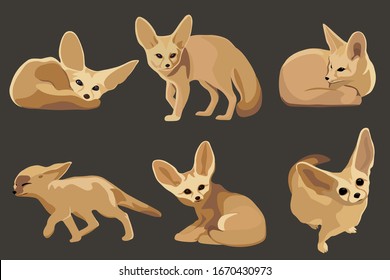 Fennec fox set, realistic flat vector cute animal illustration set.