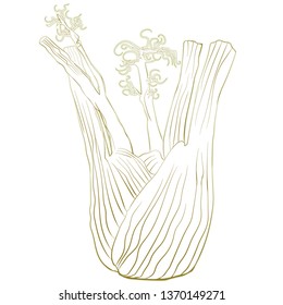 Fennel bulb, hand drawn vector illustration. Isolated on white.