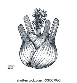 Fennel bulb vintage engraved illustration. Botanical Fennel. Vector illustration