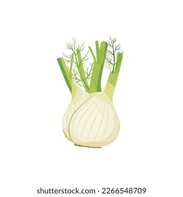 Fennel. Fennel colored botanical. Product to prepare delicious and healthy food. Vector illustration isolated on white background. For template label, packing, web, menu, logo, textile, icon