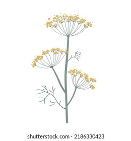 Fennel or dill flower isolated on white. Hand drawn vector illustration. Fragrant seasoning for dishes, medicine plant. Icon for stickers for product packaging. 