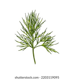 Fennel or dill herb isolated leafstalk branch hand drawn sketch. Vector green aromatic flavorful stem used in cookery, perennial green plant, annual herb in celery family Apiaceae, flavouring food