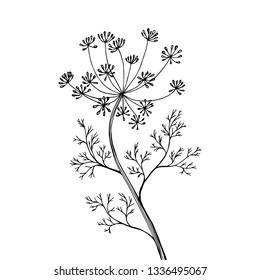 Fennel or dill. Vector illustration. Fragrant seasoning for dishes. Sticker for product packaging. Drawing, handmade.
