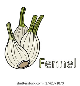 Fennel Educational material for the study of vegetables. A word for the letter F. Cartoon outline of a plant root. Vector freehand drawing, black outline. Isolated on a white background