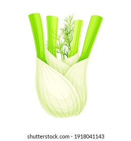 Fennel or Finocchio Bulb with Green Leaves as Raw Crisp Vegetable Vector Illustration