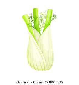 Fennel or Finocchio Bulb with Green Leaves as Raw Crisp Vegetable Vector Illustration.