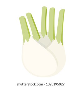 Fennel flat simple illustration. Kitchen cooking - vegetables and fruits series.