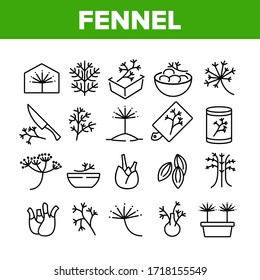 Fennel Flowering Plant Collection Icons Set Vector. Fennel In Greenhouse And Garden, Seeds And Root, Spice In Dish And On Desk Concept Linear Pictograms. Monochrome Contour Illustrations