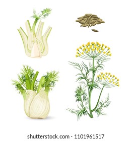 Fennel flowering plant perennial herb with yellow flowers, feathery leaves