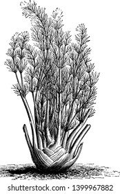 Fennel is a flowering plant species, the leaves are thin and liner, the plant's stump is thick and wide, many stems have been grown in endive, vintage line drawing or engraving illustration.