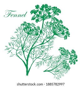 Fennel flowers and leaves. Hand drawn green vector illustration. Isolated on white background.