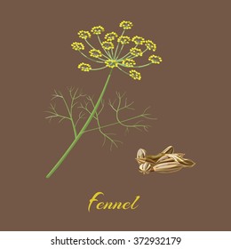 Fennel. Foeniculum vulgare. Flowers and seeds. Vector illustration.