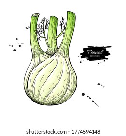 Ilustración vectorial dibujada a mano por el hinojo. Objeto vegetal aislado. Dibujo detallado de comida vegetariana. Producto del mercado agrícola. Ideal para menú, etiqueta, icono