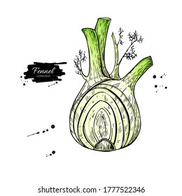 Fennel hand drawn vector illustration. Isolated Vegetable object with sliced pieces. Detailed vegetarian food drawing. Farm market product. Great for menu, label, icon